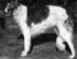 Eng. Ch. Moryak of Moskowa