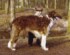 Vorenoff Noblesse