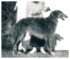 Ch. Lihodey Perchino