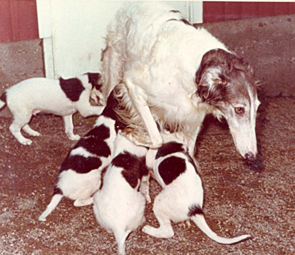 Ekhaga Gaselle with puppies 1965