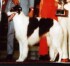 Hijo Larissa Elegante
