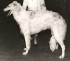 Alcides Tyree