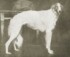 Bistraya of Addlestone