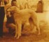 Tzarina Borzoi Frontier