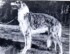 Mikhayl of Woodhill