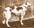 Gaimane