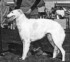 Ranchitos White Debutant