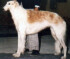 Khanzade's Tifany of Zharkov