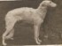 Dunyaska puppy