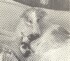 Kerstin pup