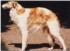 Maiakovski de Csar Holstein