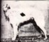 nizam
