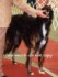 Windhounds Wookey