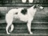 Keiff Steinhoff