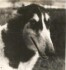 verba