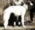 chinnor polar