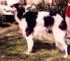 Gallant Anubis