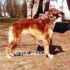 Windhounds Opal