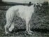 Wirina