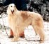 ardagan's windhound chase