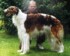 Flavia