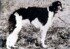 barynia de norois