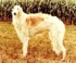 duncan's shandan