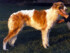 Helanka
