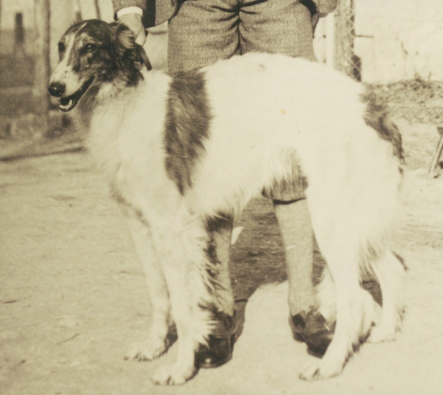 Oxana BUSSIUS, 1 year old (1932) on picture, (DWZB No. 5849), born on 30.04.1931; she was owned by kennel Ismailoff, where she had several litters