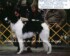 windhound eclipse