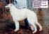 white lightning