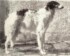 Mazeppa