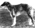 Rodnoi