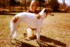 Ch Boronoff Bindiri as pup