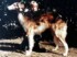 Emvee El Lobo