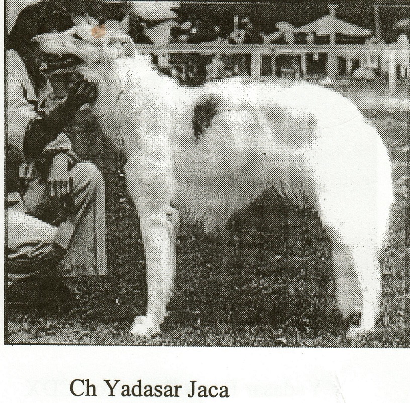 Ch Yadasar Jaca