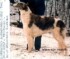 ardagan's windhound circe