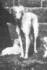 Lennox Lady Velsk