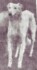 Lennox Tzarina