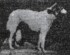 Rooskaya Zorka