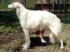 Zefna Milady In Ermine