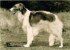 capucine
