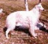 felwood boja