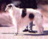 sholwood silver fox