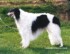 Swiftcroft Crown Imperial at Malbrin