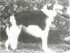 Borova Janda