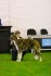 Meldham Secret Rendezvous as a pup