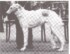 Aureola