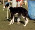 Briarthorn French Lace as a baby puppy