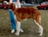Briarthorn Mr Lincoln as a puppy